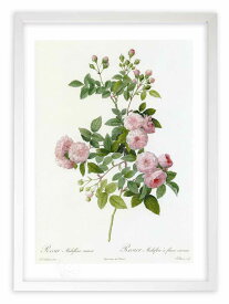 版画 絵画 ロサ・ムルティフローラ・カルネア ルドゥーテ ボタニカル 薔薇 バラ インテリア 額入り 額装込 風景画 油絵 ポスター アート アートパネル リビング 玄関 プレゼント モダン アートフレーム 飾る おしゃれ 壁掛け 絵