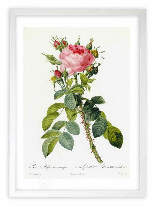 楽天市場 版画 絵画 ロサ ビフェラ マクロカルパ ルドゥーテ ボタニカル 薔薇 バラ インテリア 壁掛け 額入り 額装込 風景画 油絵 ポスター アート アートパネル リビング 玄関 プレゼント モダン アートフレーム おしゃれ 飾る Mサイズ 絵画 壁飾り 風景専門店あゆわら