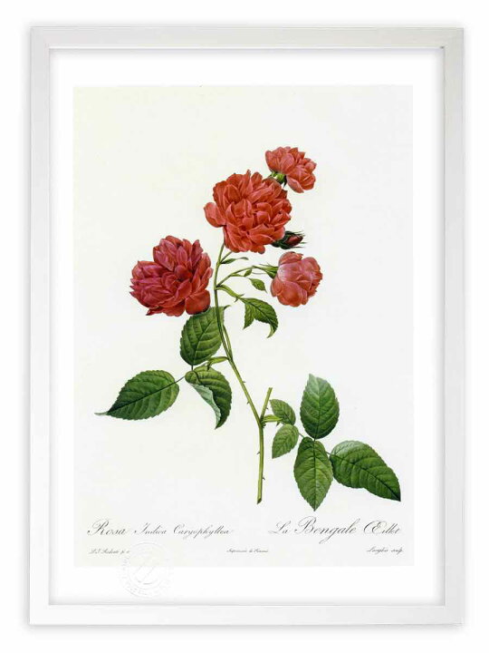 楽天市場 版画 絵画 ロサ インディカ カリオフィレア ルドゥーテ ボタニカル 薔薇 バラ インテリア 壁掛け 額入り 額装込 風景画 油絵 ポスター アート アートパネル リビング 玄関 プレゼント モダン アートフレーム おしゃれ 飾る Mサイズ 絵画 壁飾り 風景専門店