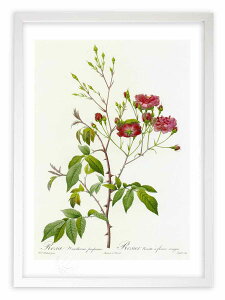 【抽選ポイント100%バック】版画 絵画 ロサ・ノワゼッティアーナ・プルプレア ルドゥーテ ボタニカル 薔薇 バラ インテリア 額入り 額装込 風景画 油絵 ポスター アート アートパネル リビ