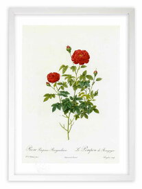 版画 絵画 ロサ・ポンポニア・ブルグンディアカ ルドゥーテ ボタニカル 薔薇 バラ インテリア 額入り 額装込 風景画 油絵 ポスター アート アートパネル リビング 玄関 プレゼント モダン アートフレーム 飾る おしゃれ 壁掛け 絵