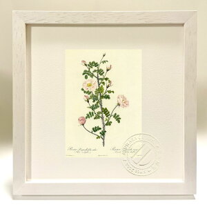 �ŉ� �G�� ���T�E�s���s�l���t�H���A�E���u��(�t���[���E�����e�B�v���L) ���h�D�[�e �{�^�j�J�� �K�N �o�� �C���e���A �z���� �z���� ���i�� ���G �|�X�^�[ �A�[�g �A�[�g�p�l�� ���r���O 