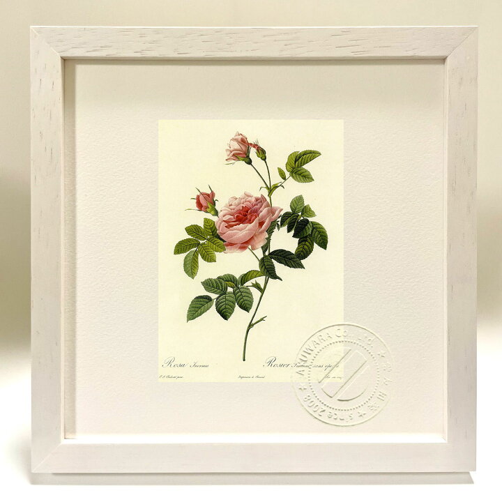 楽天市場】版画 絵画 ロサ・イネルミス ルドゥーテ ボタニカル 薔薇 
