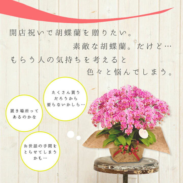 楽天市場 シェアオーキッド シェアできる胡蝶蘭 ミディ胡蝶蘭 ホワイト 白 胡蝶蘭 10本立ち 10株 誕生祝い 花 産地直送 フラワーギフト 洋ラン 胡蝶蘭 ミディ胡蝶蘭 開店祝い 開業祝い ギフト プレゼント お祝い 巣ごもり 絵画 壁飾り 風景専門店あゆわら