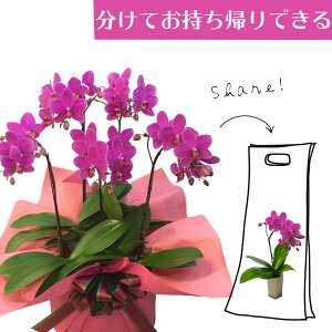 �V�F�A�I�[�L�b�h �V�F�A�ł���Ӓ��� �~�f�B�Ӓ��� �s���N�F�Ӓ��� 5�{�����i5���j/�a���j�� �� �Y�n���� �t�����[�M�t�g �m���� �Ӓ��� �~�f�B�Ӓ��� �J�X�j�� �J�Əj�� �M�t�g �v���[��