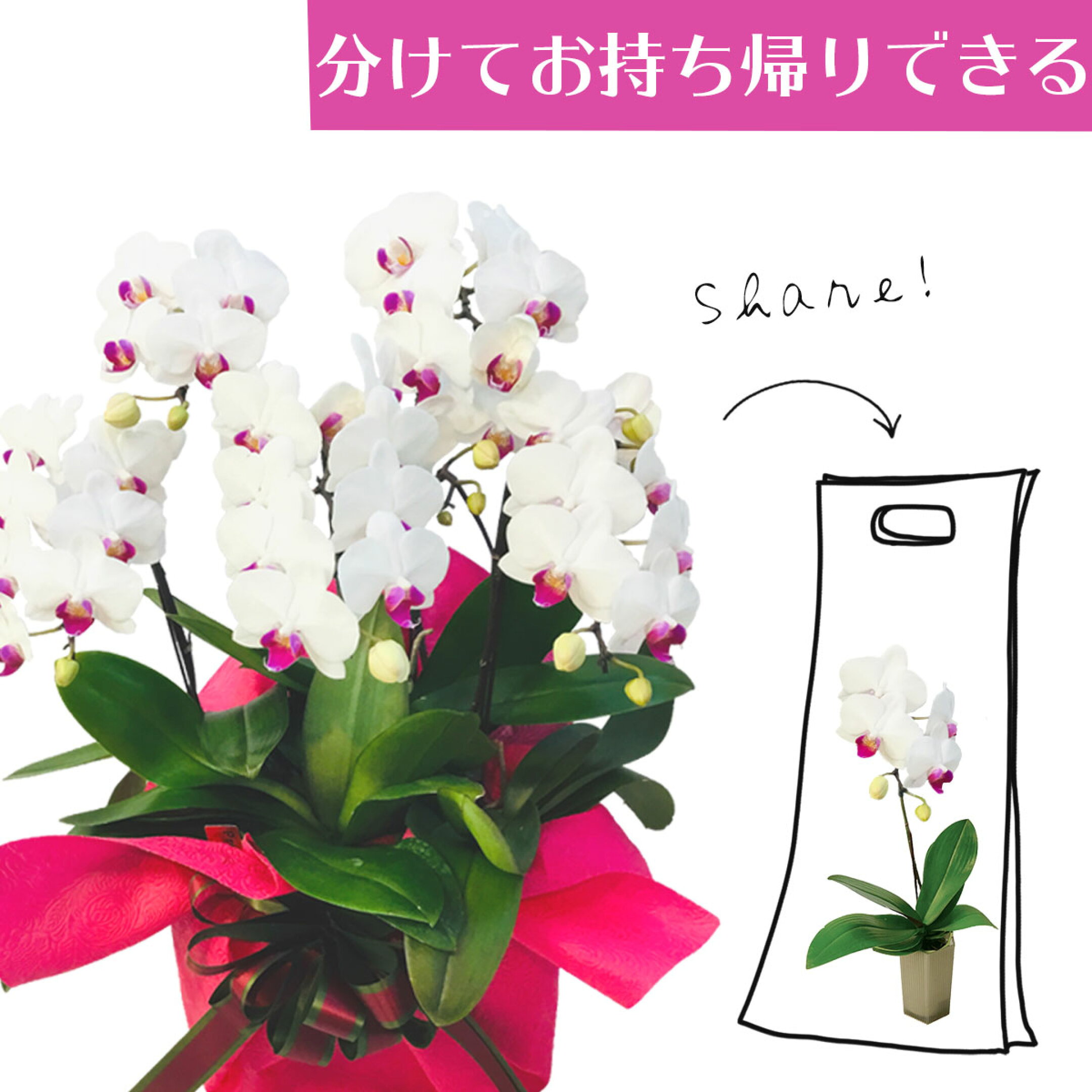 シェアオーキッド ミディ胡蝶蘭 ホワイト色 5本立ち