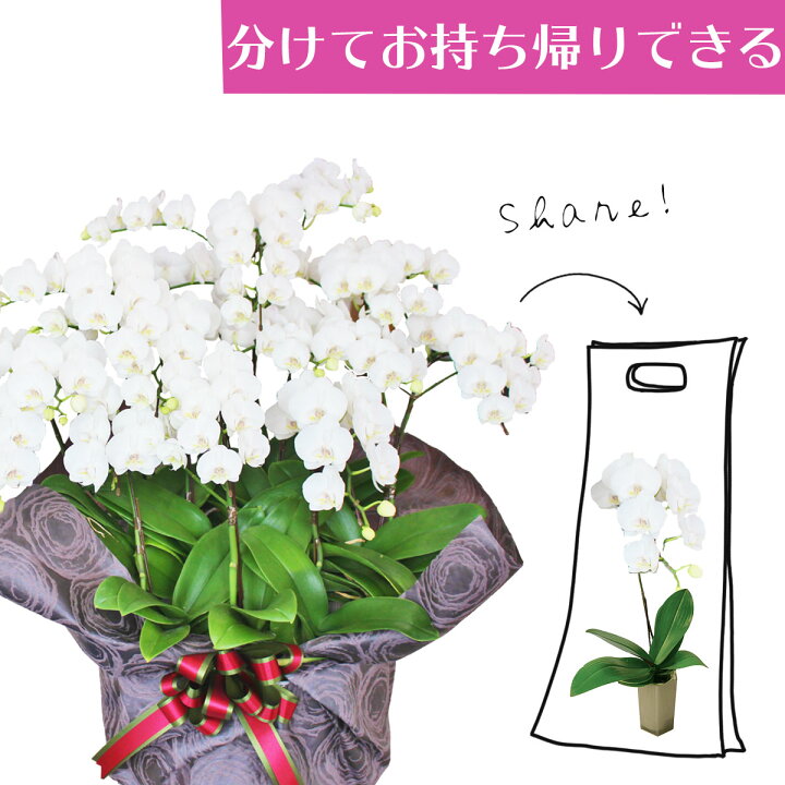 楽天市場 シェアオーキッド シェアできる胡蝶蘭 ミディ胡蝶蘭 ホワイト 白 胡蝶蘭 10本立ち 10株 誕生祝い 花 産地直送 フラワーギフト 洋ラン 胡蝶蘭 ミディ胡蝶蘭 開店祝い 開業祝い ギフト プレゼント お祝い 巣ごもり 絵画 壁飾り 風景専門店あゆわら