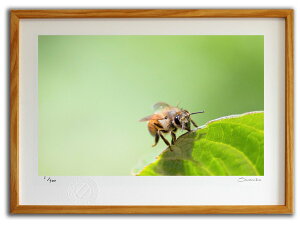 ŉ G tς̏̃~co`(X~R XRbg)/CeA z z i G |X^[ A[g A[gpl rO  v[g _ A[gt[   