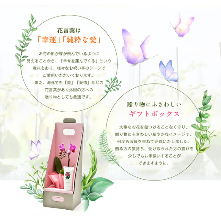 楽天市場 マイクロ胡蝶蘭 ピンク色胡蝶蘭 ハンドクリームセット パプリカの香り こちょうらん 誕生祝い 花 産地直送 フラワーギフト 洋ラン 胡蝶蘭 ミディ胡蝶蘭 開店祝い 開業祝い ギフト プレゼント 絵画 壁飾り 風景専門店あゆわら