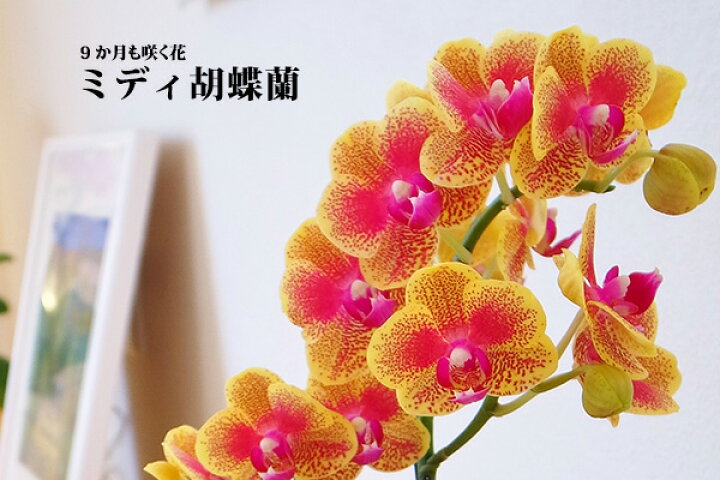 楽天市場 ミディ胡蝶蘭 チュンリー 2本立ち クローム鉢 こちょうらん 誕生祝い 花 産地直送 フラワーギフト 洋ラン 胡蝶蘭 ミディ胡蝶蘭 開店祝い 開業祝い ギフト プレゼント お祝い おしゃれ 飾る 鉢植え Mサイズ 巣ごもり 絵画 壁飾り 風景専門店あゆわら