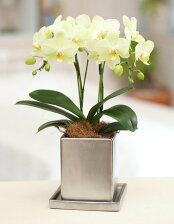 楽天市場 ラン 胡蝶蘭特集 開店祝い 引越し祝い 就任 退職祝いにプレゼントできる胡蝶蘭 ランが大集合 楽天市場 ラン 胡蝶蘭特集 開店祝い 引越し祝い 就任 退職祝いにプレゼントできる胡蝶蘭 ランが大集合