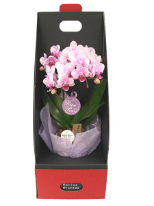 ~fBӒ sNFӒ 2{ 2EGCe[u{bNXti傤j/aj  Yn t[Mtg m Ӓ ~fBӒ JXj JƏj Mtg v[