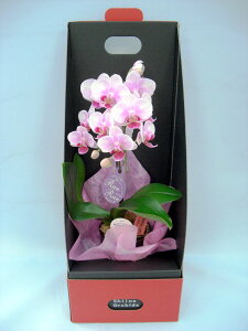 ~fBӒ sNFӒ 1{ 2EGCe[u{bNXti傤j/aj  Yn t[Mtg m Ӓ ~fBӒ JXj JƏj Mtg v[