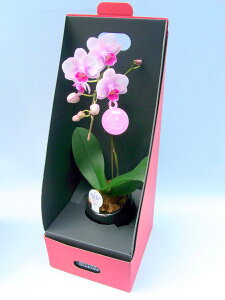 ~fBӒ sNFӒ 1{ 2EGCe[u{bNXti傤j/aj  Yn t[Mtg m Ӓ ~fBӒ JXj JƏj Mtg v[