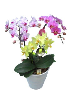 ~fBӒ Ӓ3F񂹍킹 3{ i傤j/aj  Yn t[Mtg m Ӓ ~fBӒ JXj JƏj Mtg v[g j  