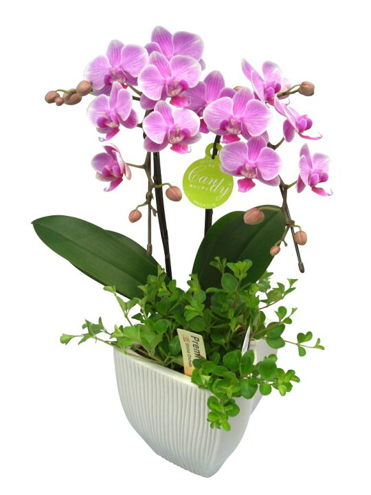 楽天市場 ミディ胡蝶蘭 キャンディ 2本立ち 観葉植物寄せ植え こちょうらん 誕生祝い 花 産地直送 フラワーギフト 洋ラン 胡蝶蘭 ミディ胡蝶蘭 開店祝い 開業祝い ギフト プレゼント お祝い おしゃれ 飾る 鉢植え Lサイズ 巣ごもり 絵画 壁飾り 風景専門店あゆわら 楽天市場 ミディ胡蝶蘭 キャンディ 2本立ち 観葉植物寄せ植え こちょうらん 誕生祝い 花 産地直送 フラワーギフト 洋ラン 胡蝶蘭 ミディ胡蝶蘭 開店祝い 開業祝い ギフト プレゼント お祝い おしゃれ 飾る 鉢植え Lサイズ 巣ごもり 絵画 壁飾り 風景専門店あゆわら