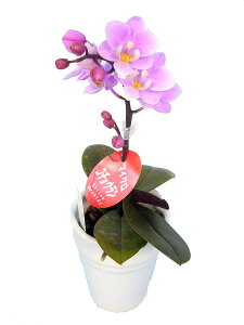 }CNӒ sNFӒ 1{ i傤j/aj  Yn t[Mtg m Ӓ }CNӒ JXj JƏj Mtg v[g j   