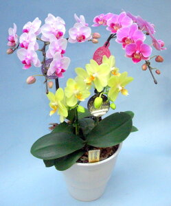 �~�f�B�Ӓ��� ���������A���������A���F�n�i�� 3�{���� �i�����傤���j/�a���j�� �� �Y�n���� �t�����[�M�t�g �m���� �Ӓ��� �~�f�B�Ӓ��� �J�X�j�� �J�Əj�� �M�t�g �v���[���g ���j�� 