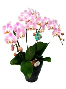 ~fBӒ GKX 3{ i傤j/aj  Yn t[Mtg m Ӓ ~fBӒ JXj JƏj Mtg v[g j   A LL