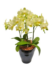 ~fBӒ J[[ 3{ i傤j/aj  Yn t[Mtg m Ӓ ~fBӒ JXj JƏj Mtg v[g j   A LLT