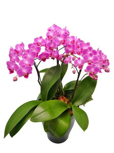 ~fBӒ `[ 3{ i傤j/aj  Yn t[Mtg m Ӓ ~fBӒ JXj JƏj Mtg v[g j   A LL