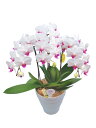 ミディ胡蝶蘭 ユミ 3本立ち （こちょうらん）/誕生祝い 花 産地直送 フラワーギフト 洋ラン 胡蝶蘭 ミディ胡蝶蘭 開店祝い 開業祝い ギフト プレゼント お祝い おしゃれ 飾る 鉢植え 4Lサイズ