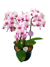 楽天市場 胡蝶蘭 ランラン 花 観葉植物 花 ガーデン Diy の通販