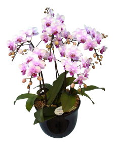 ~fBӒ  5{ i傤j/aj  Yn t[Mtg m Ӓ ~fBӒ JXj JƏj Mtg v[g j   A 3LT