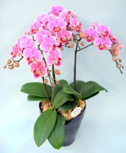 ~fBӒ  3{ i傤j/aj  Yn t[Mtg m Ӓ ~fBӒ JXj JƏj Mtg v[g j   A LLT