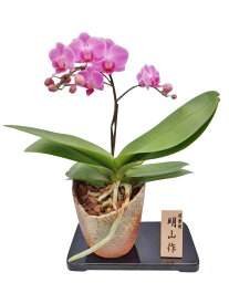 楽天市場 鉢植え 毎年 咲く 花の通販 楽天市場 鉢植え 毎年 咲く 花の通販
