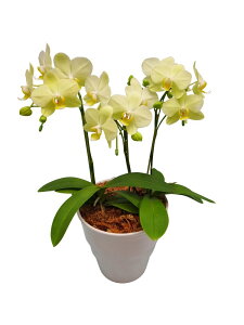 ~fBӒ J[[ 3{ i傤j/aj  Yn t[Mtg m Ӓ ~fBӒ JXj JƏj Mtg v[g j   A LLT