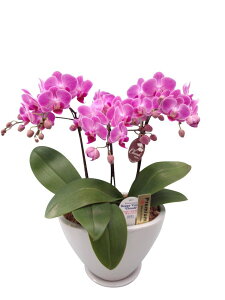 ~fBӒ `[ 3{ i傤j/aj  Yn t[Mtg m Ӓ ~fBӒ JXj JƏj Mtg v[g j   A LL