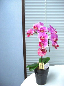 ~fBӒ sNFӒ  1{(傤)/aj  Yn t[Mtg m Ӓ ~fBӒ JXj JƏj Mtg v[g j  