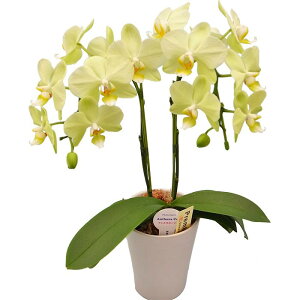 ~fBӒ CG[Ӓ 2{i傤j/aj  Yn t[Mtg m Ӓ ~fBӒ JXj JƏj Mtg v[g