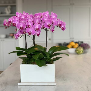 ~fBӒ sNFӒ 3{ pemi傤j