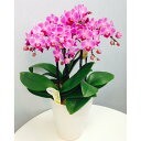 ミディ胡蝶蘭 ピンク色胡蝶蘭 5本立ち（こちょうらん）/誕生祝い 花 産地直送 フラワーギフト 洋ラン 胡蝶蘭 ミディ胡蝶蘭 開店祝い 開業祝い ギフト プレゼント