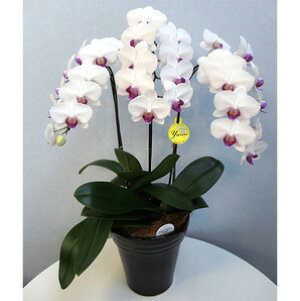 ~fBӒ zCgӒ 3{i傤j/aj  Yn t[Mtg m Ӓ ~fBӒ JXj JƏj Mtg v[g