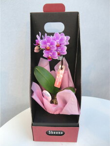 }CNӒ sNFӒ 1{ 2EGCe[u{bNXti傤j/aj  Yn t[Mtg m Ӓ }CNӒ JXj JƏj Mtg v