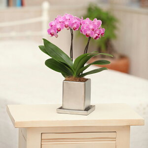 ~fBӒ sNFӒ 2{ `[ N[ i傤j/aj  Yn t[Mtg m Ӓ ~fBӒ JXj JƏj Mtg v[g