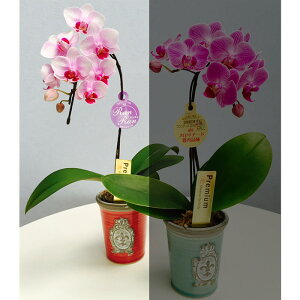 yI|Cg100obNz~fBӒ sNFӒ 1{ GuiuEji傤j/aj  Yn t[Mtg m Ӓ ~fBӒ JXj 