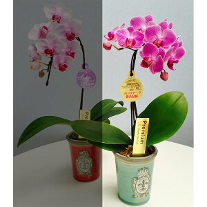 ~fBӒ sNFӒ 1{ GuiO[ji傤j/aj  Yn t[Mtg m Ӓ ~fBӒ JXj JƏj Mtg v[g