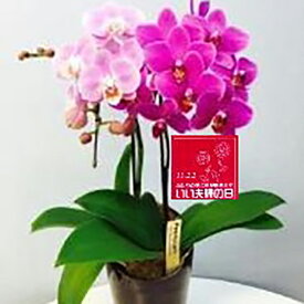 楽天市場 胡蝶蘭 ランラン 花 観葉植物 花 ガーデン Diy の通販