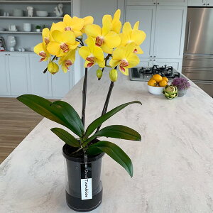 yX[p[SALE10OFFz~fBӒ CG[Ӓ 2{ ^u[|bgi傤j/aj  Yn t[Mtg m Ӓ ~fBӒ JXj JƏj Mt