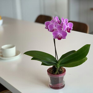 生花 マイクロ胡蝶蘭の人気商品 通販 価格比較 価格 Com