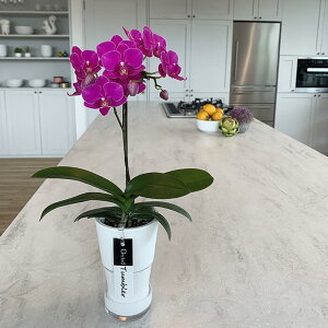 ~fBӒ sNFӒ 1{ ^u[Xi傤j/aj  Yn t[Mtg m Ӓ ~fBӒ JXj JƏj Mtg v[g