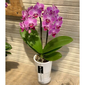 ~fBӒ sNFӒ 2{ ^u[Xi傤j/aj  Yn t[Mtg m Ӓ ~fBӒ JXj JƏj Mtg v[g