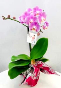 ~fBӒ sNFӒ 1{ yukata de Ӓi傤j/aj  Yn t[Mtg m Ӓ ~fBӒ JXj JƏj Mtg v[g