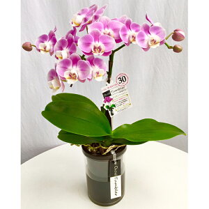 ~fBӒ sNFӒ 1{ ^u[|bgi傤j/aj  Yn t[Mtg m Ӓ ~fBӒ JXj JƏj Mtg v[g