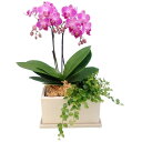 ミディ胡蝶蘭 ピンク色胡蝶蘭 2本立ち パルテノ鉢観葉寄せ（こちょうらん）