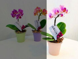 楽天市場 胡蝶蘭 ランラン 花 観葉植物 花 ガーデン Diy の通販